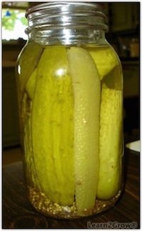 dill pickles